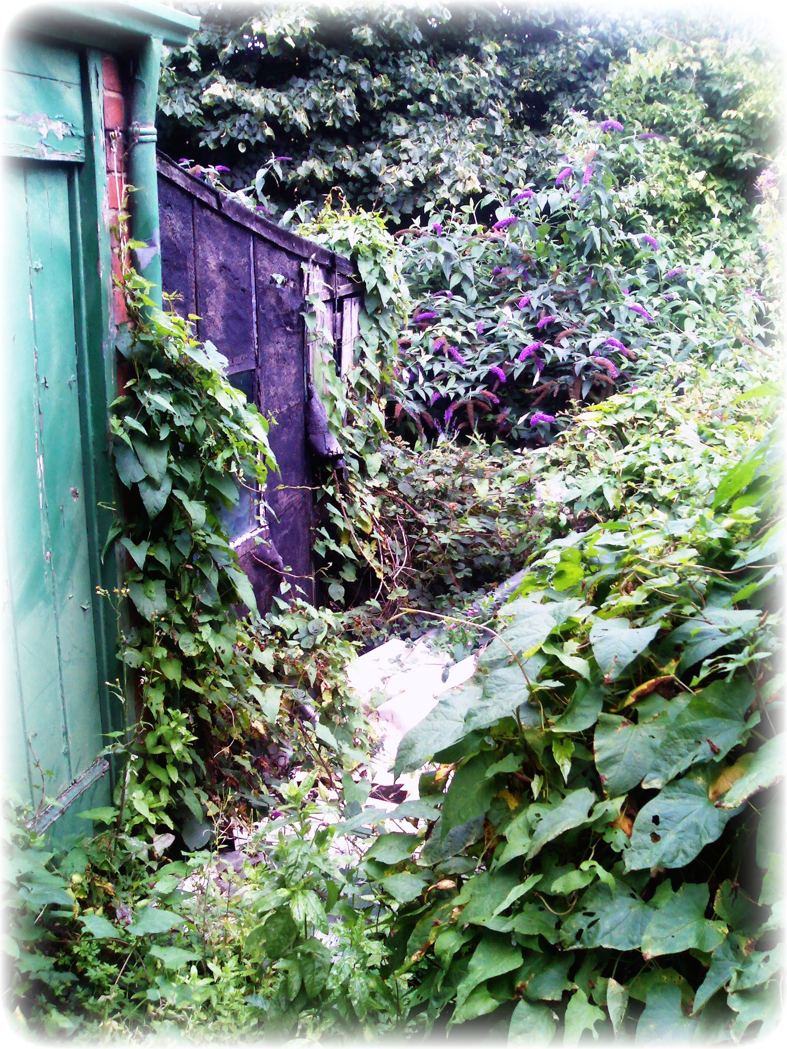 backyard toilet first on the left